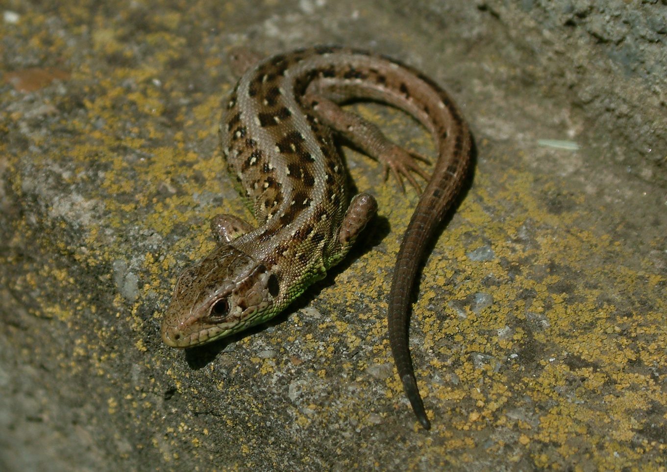 Lacerta agilis