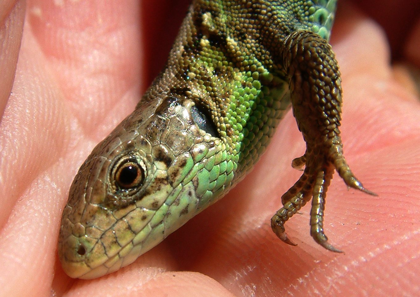Lacerta agilis