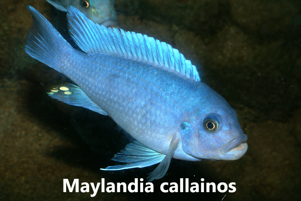 malawi mbuna