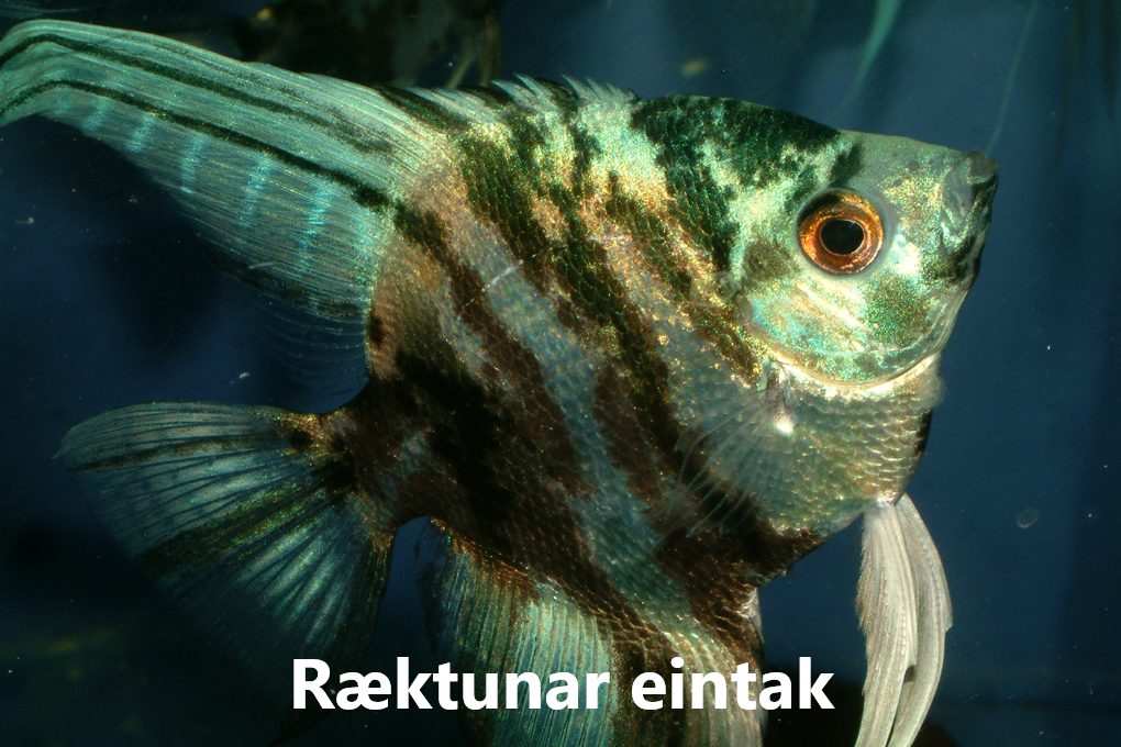 Fiskakallinn allt og ekkert