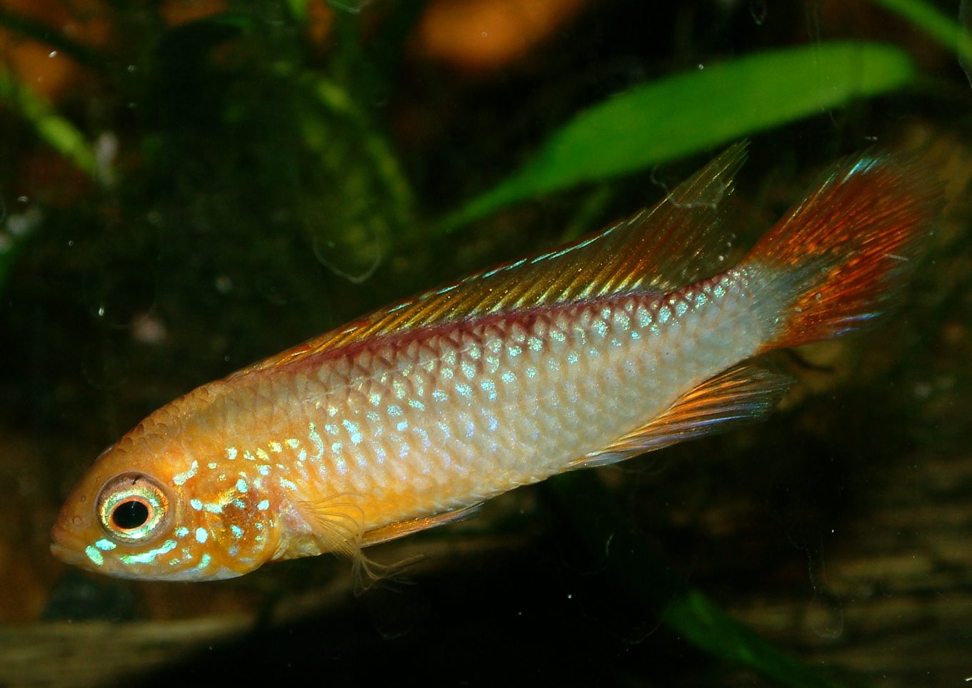 Apistogramma agassizii gold