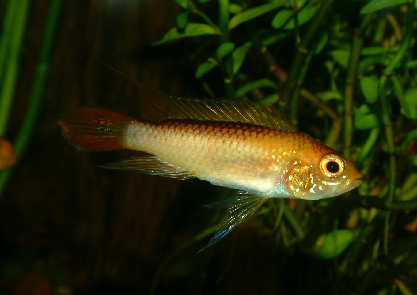 Apistogramma agassizii gold