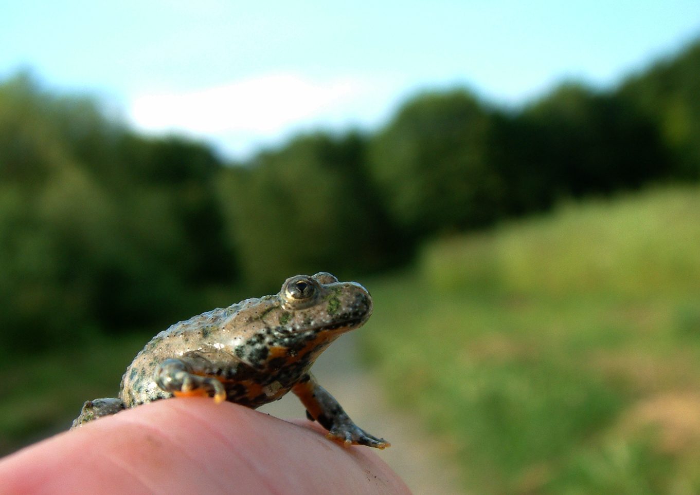 Bombina variegata