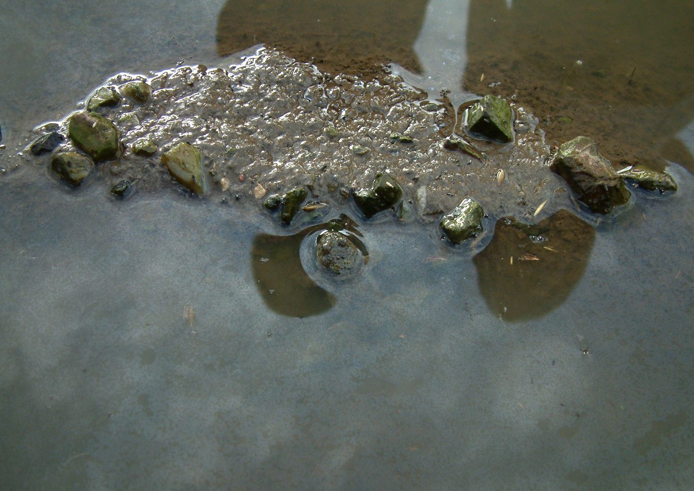 Bombina variegata