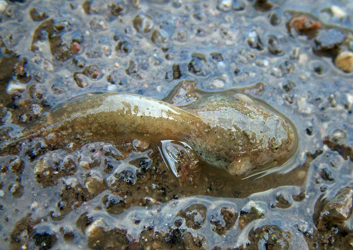 Bombina variegata