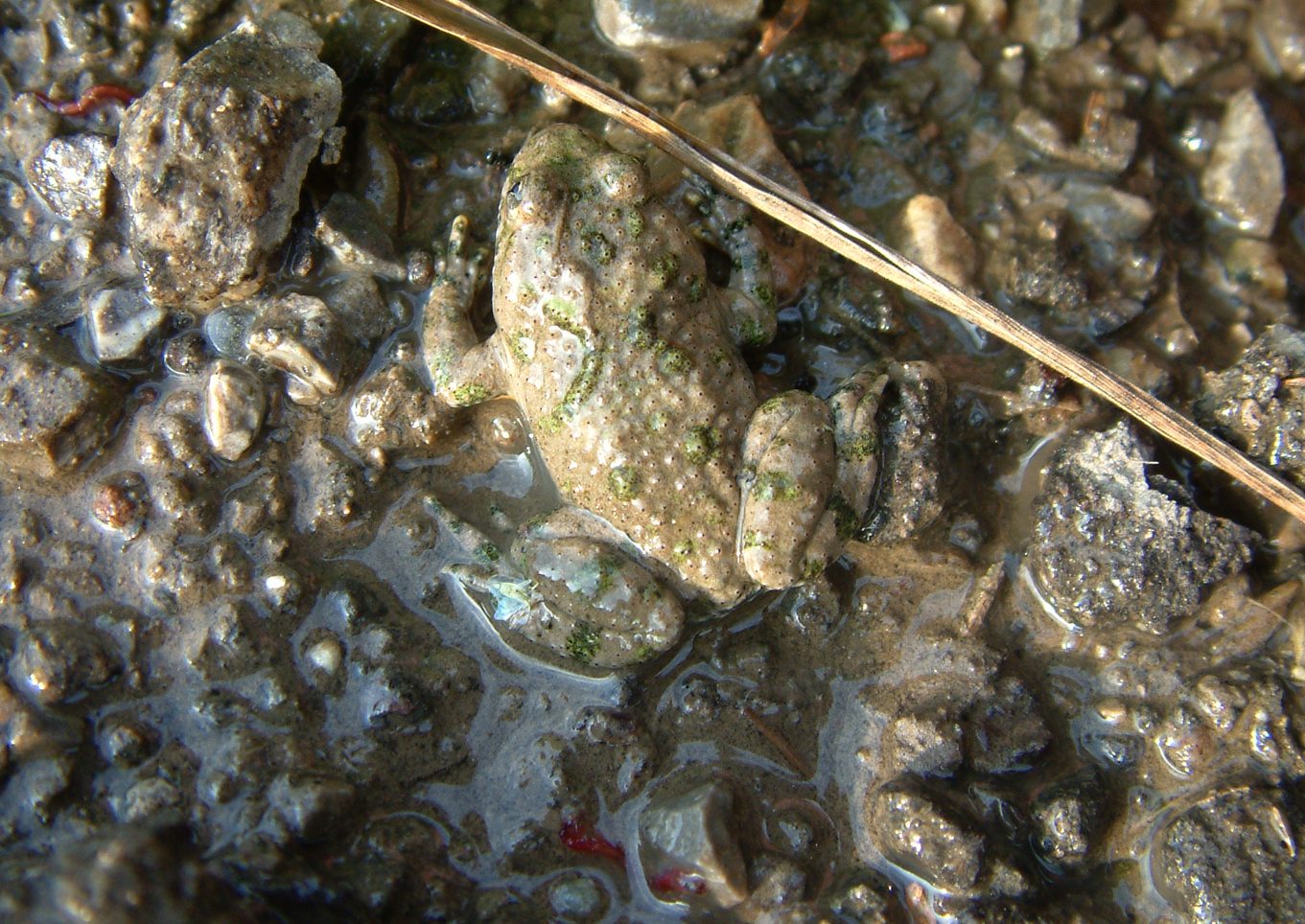 Bombina variegata