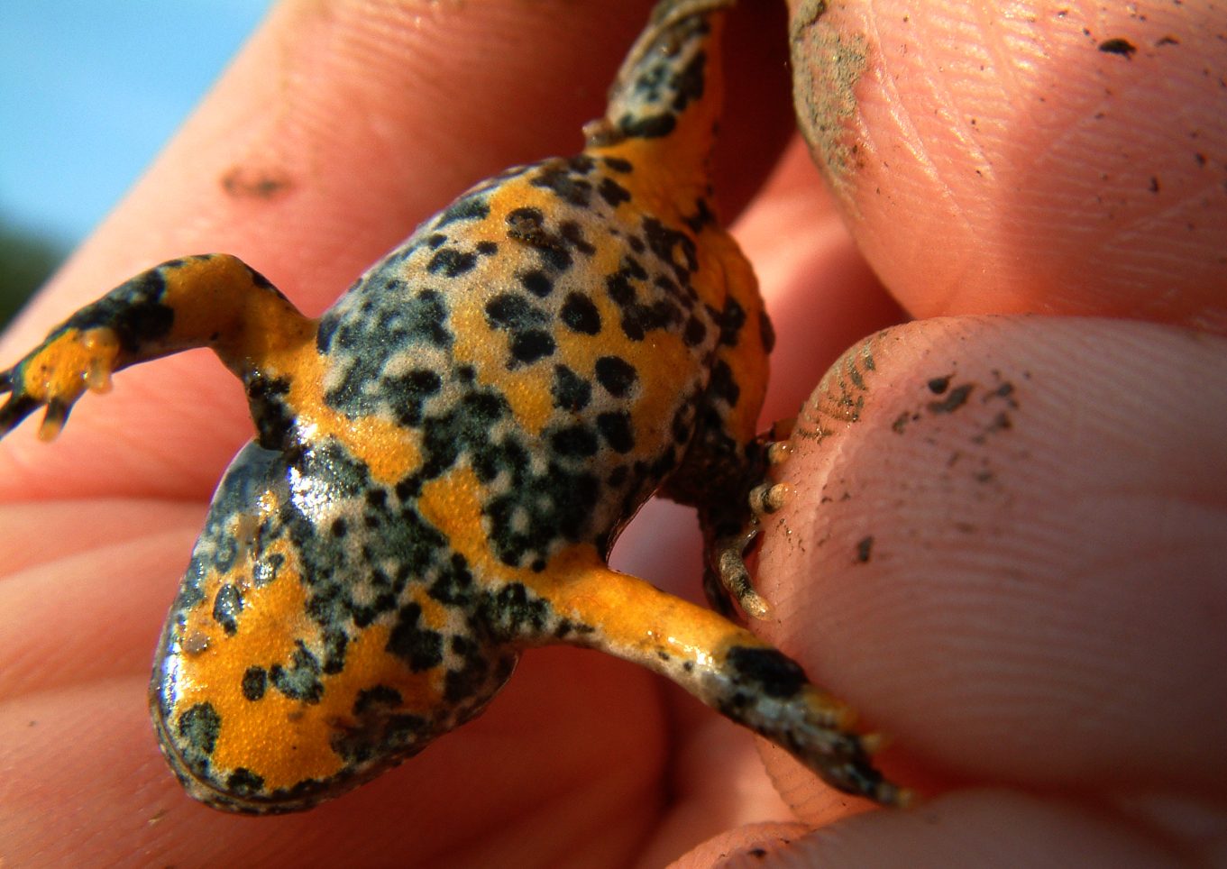 Bombina variegata