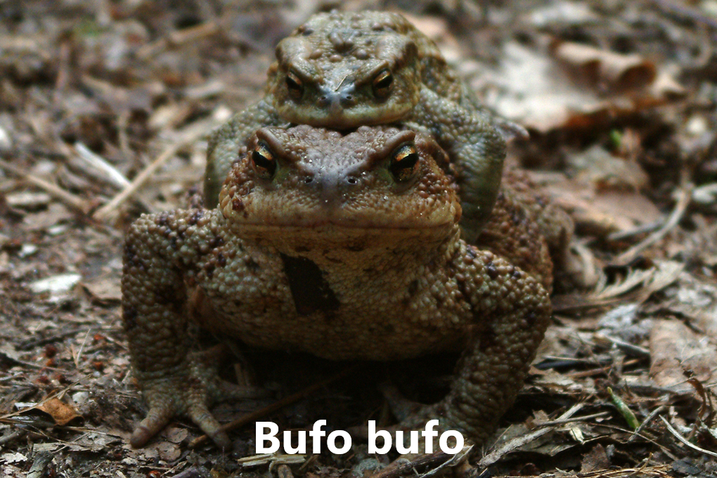 Froskar náttúra