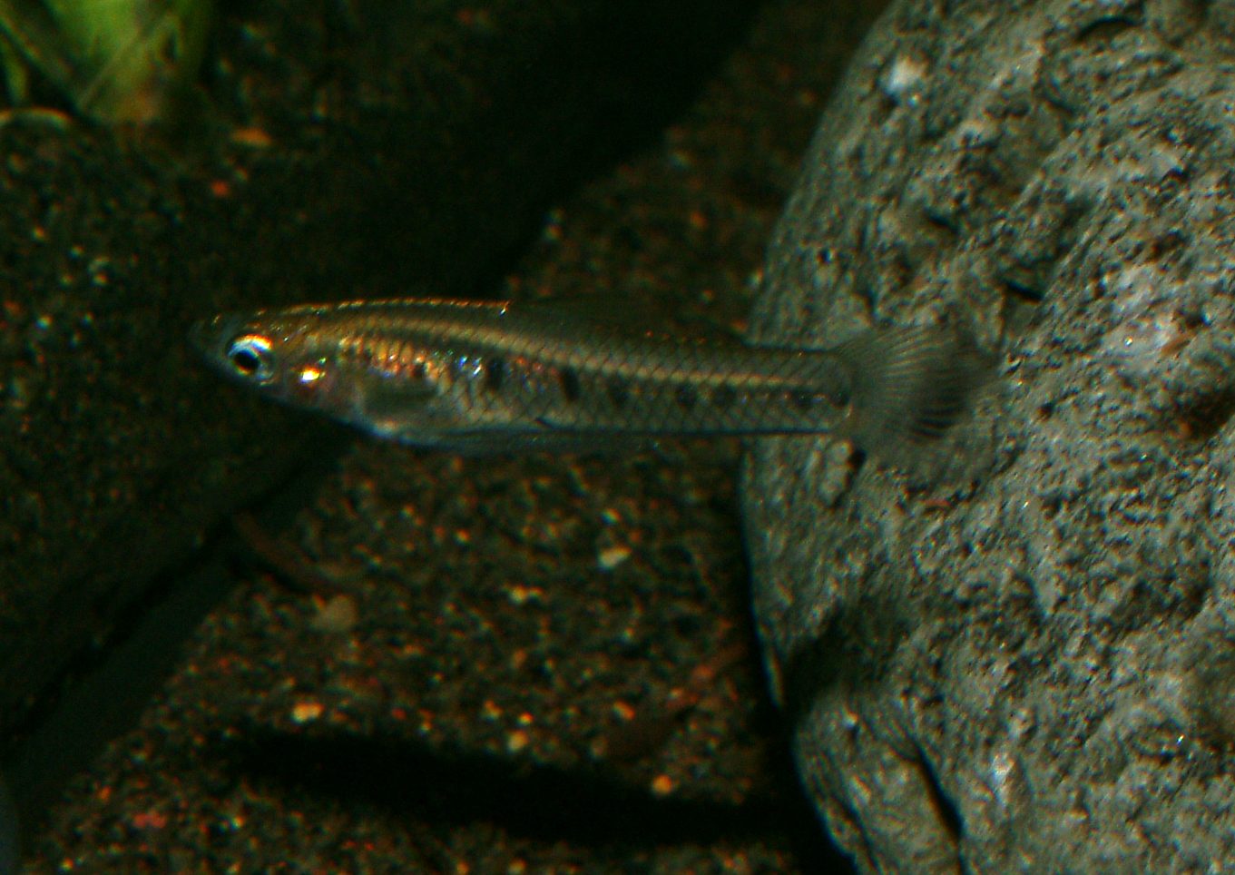 Cnesterodon decemmaculatus