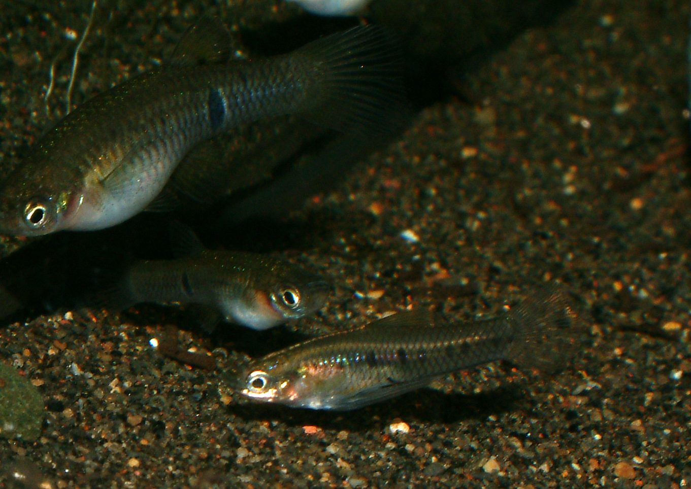 Cnesterodon decemmaculatus