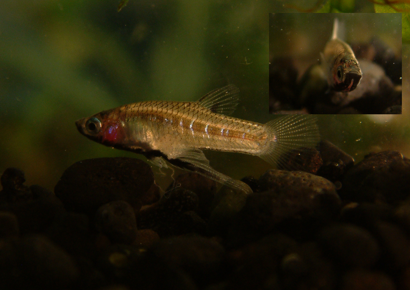Girardinus metallicus
