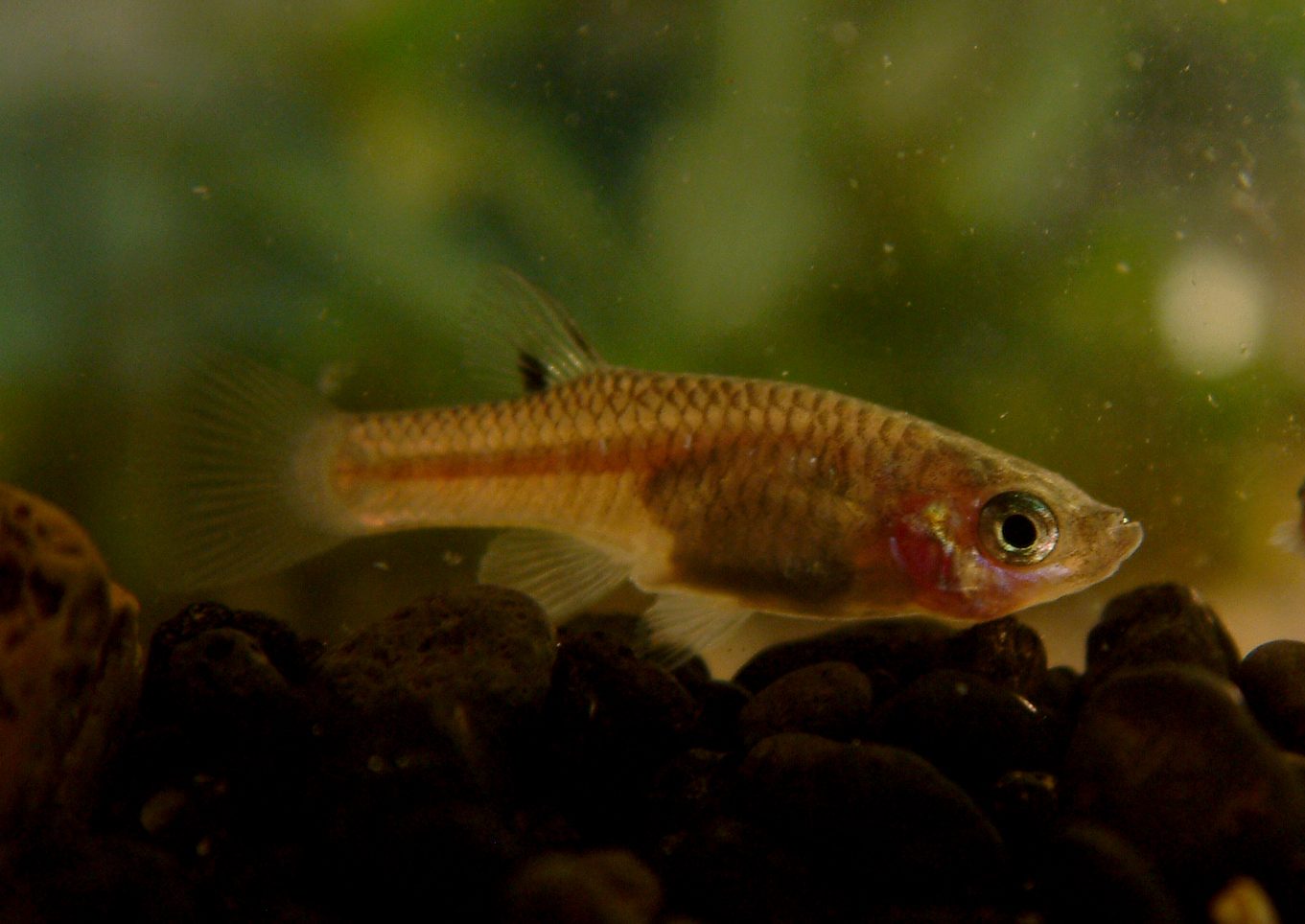 Girardinus metallicus