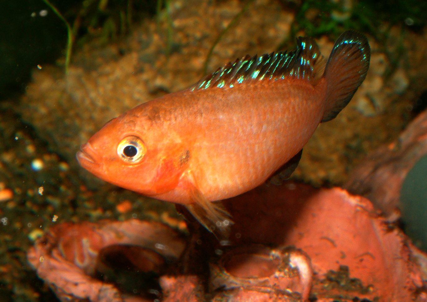 Rubricatochromis exsul