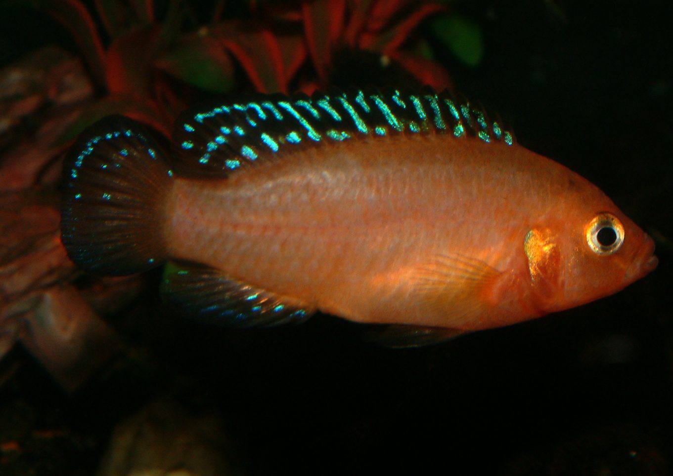 Rubricatochromis exsul