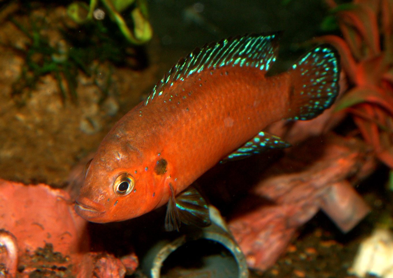 Rubricatochromis exsul