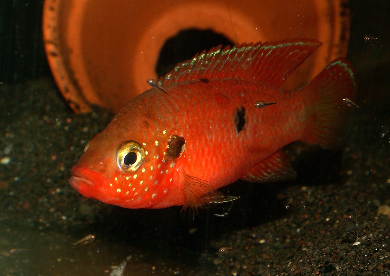 Rubricatochromis stellifer