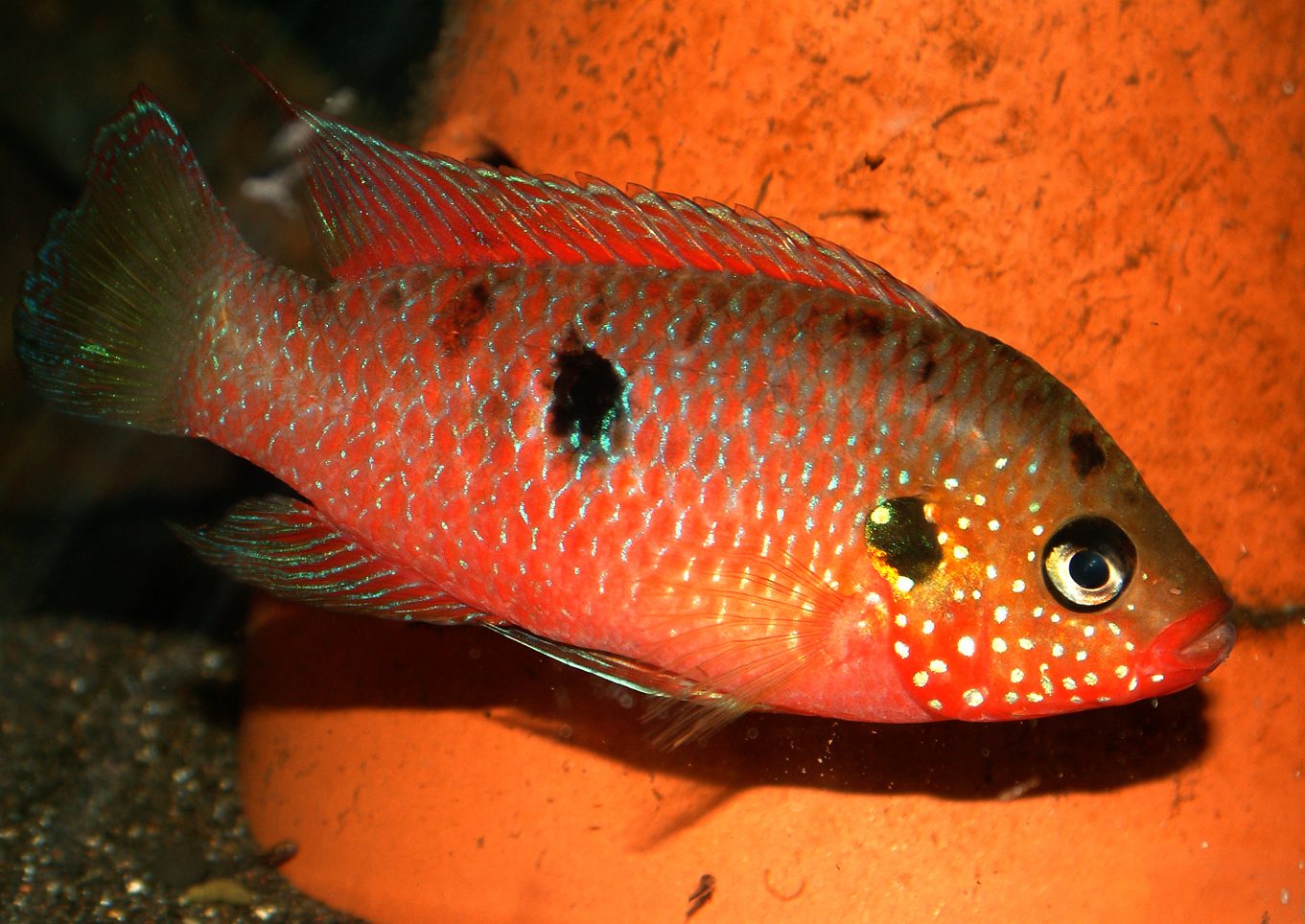 Rubricatochromis stellifer