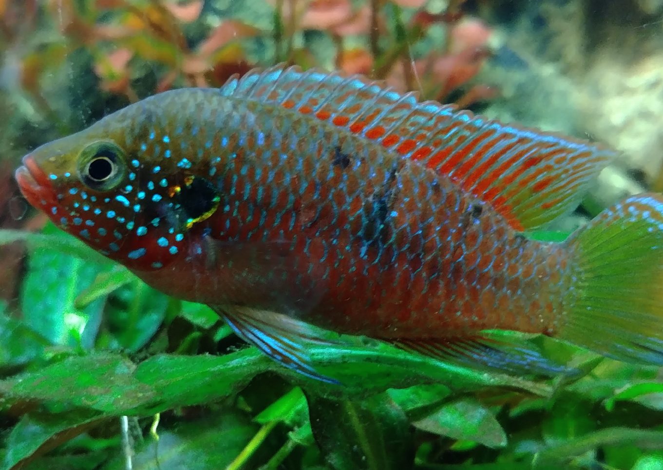 Rubricatochromis stellifer
