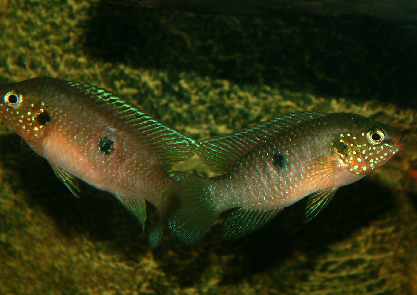 Rubricatochromis stellifer