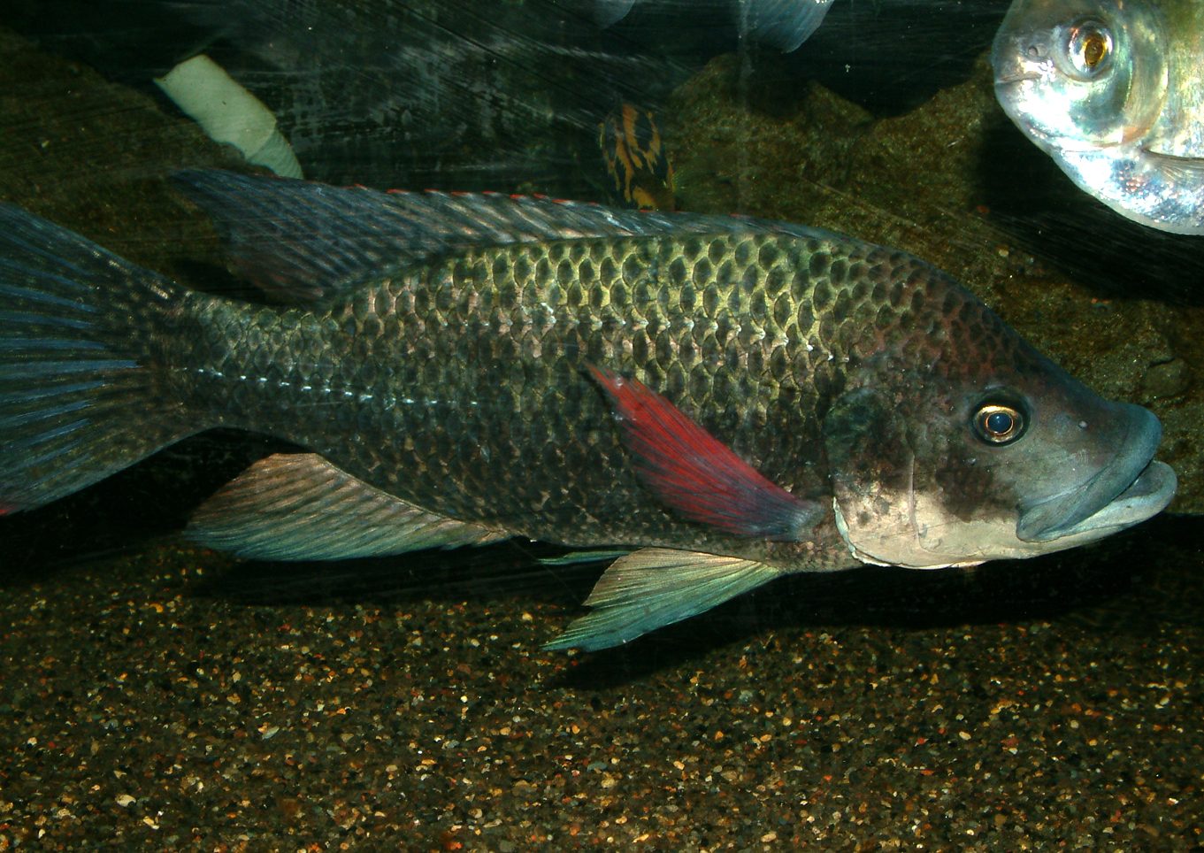 Oreochromis mossambicus