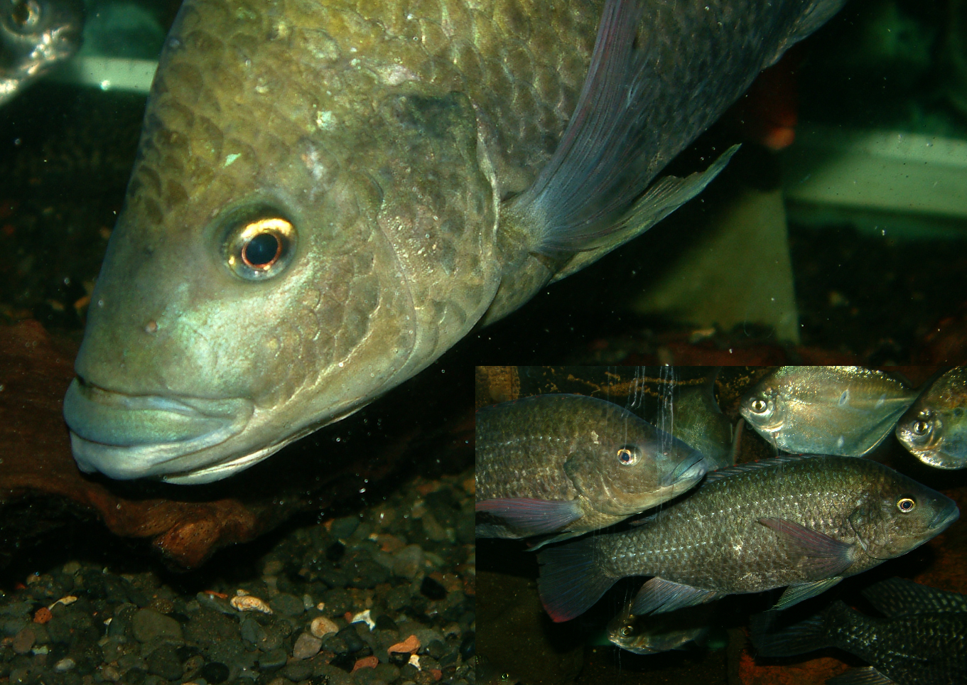 Oreochromis mossambicus