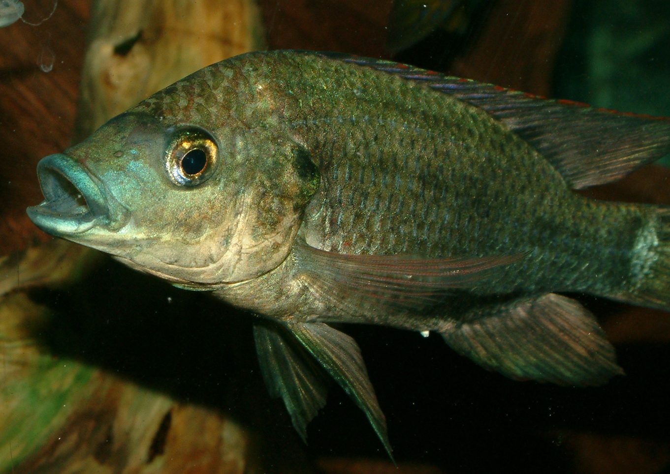 Oreochromis mossambicus