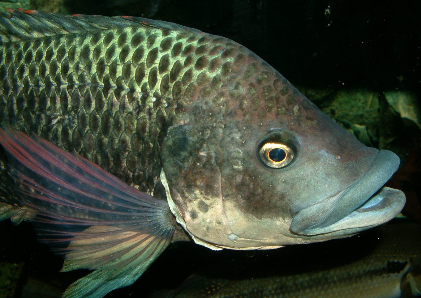 Oreochromis mossambicus