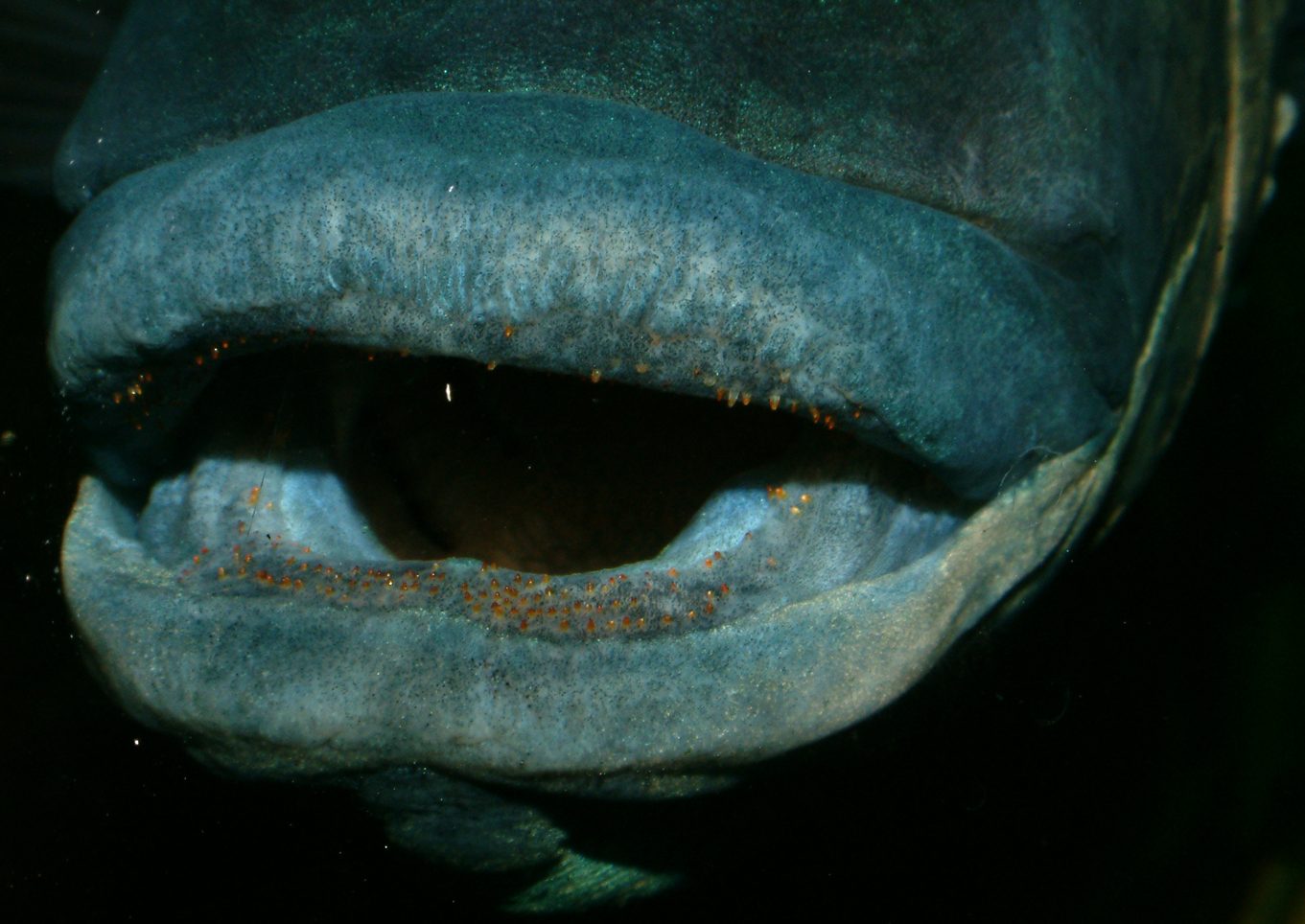 Oreochromis mossambicus