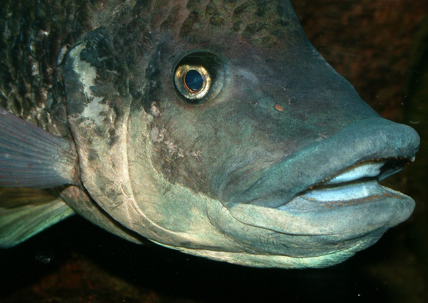 Oreochromis mossambicus