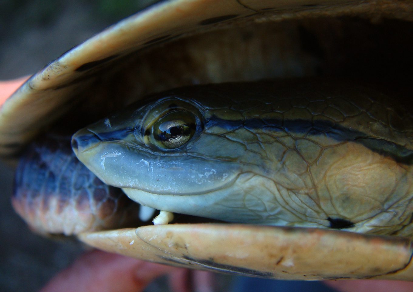 skjaldbökur Phrynops hilarii