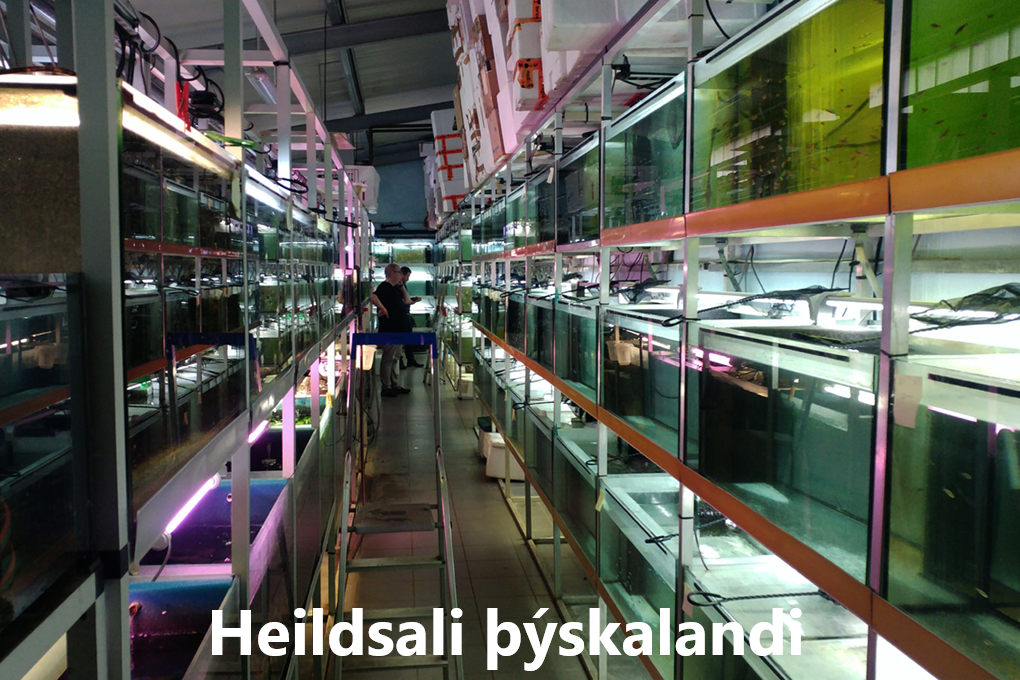 Fiskabúðir erlendis