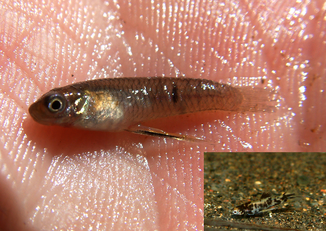 Phalloceros caudimaculatus