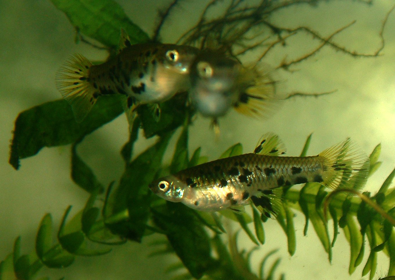 Phalloceros caudimaculatus