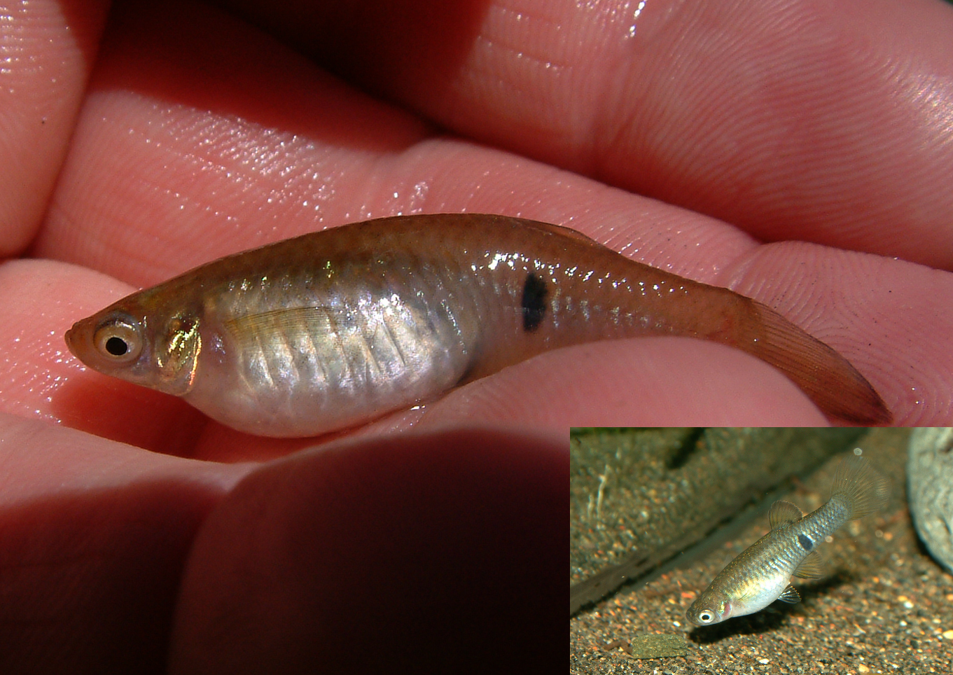 Phalloceros caudimaculatus