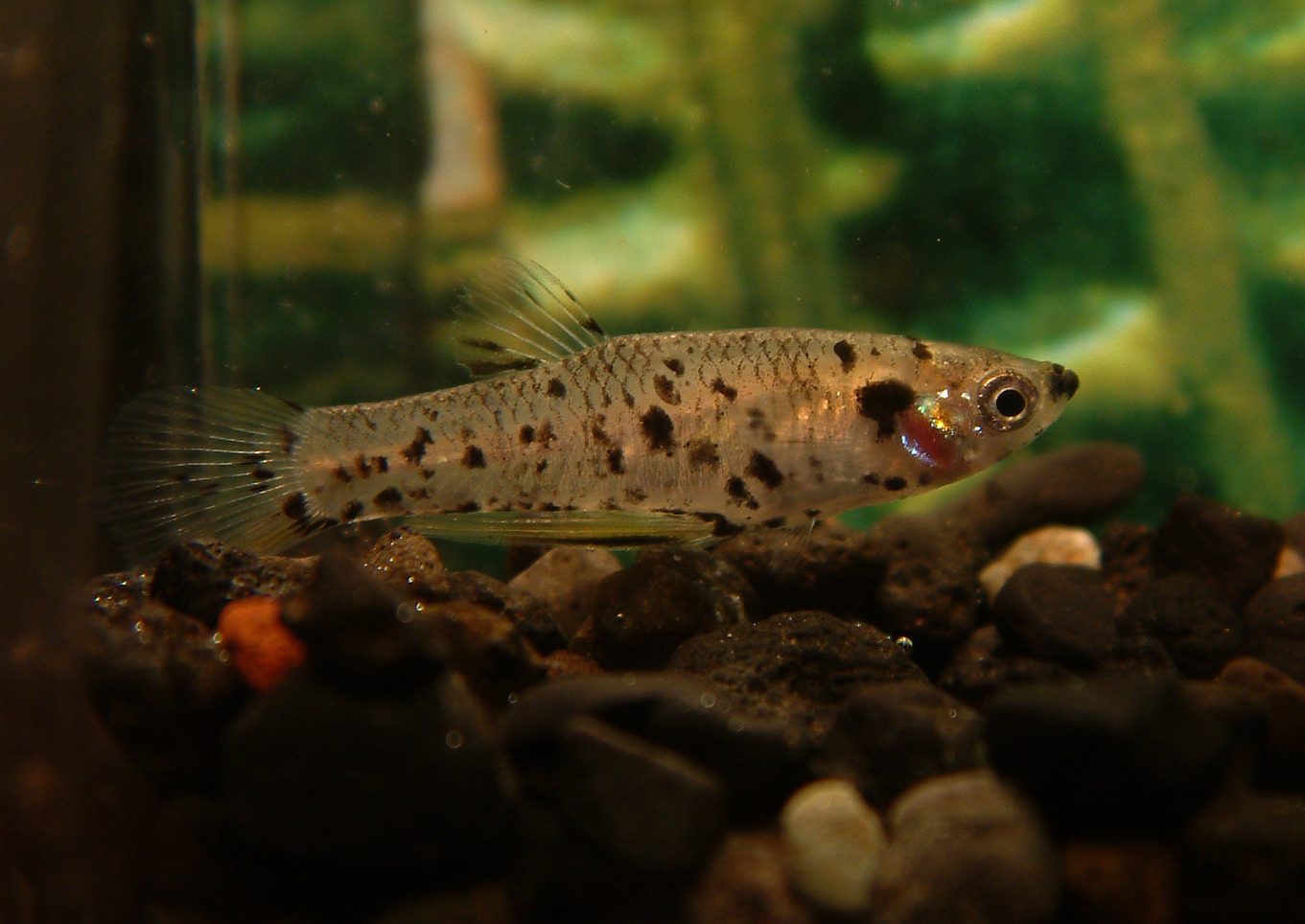 Phalloceros caudimaculatus