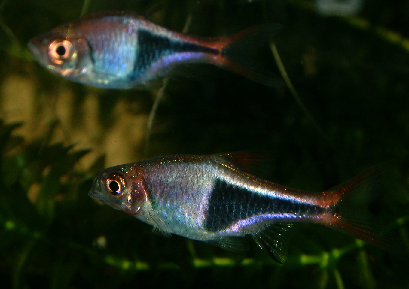 Trigonostigma heteromorpha