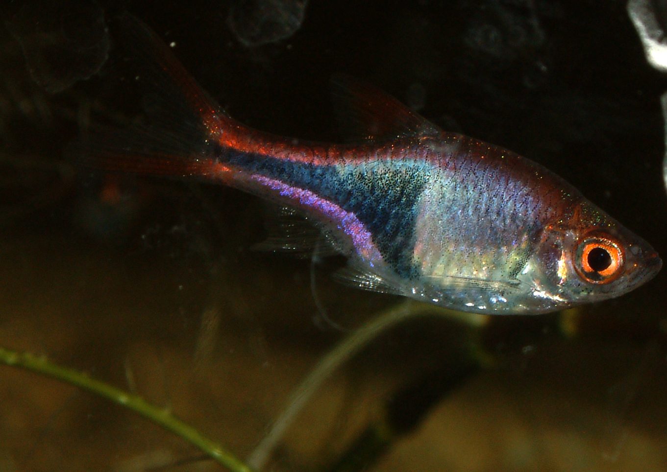 Trigonostigma heteromorpha