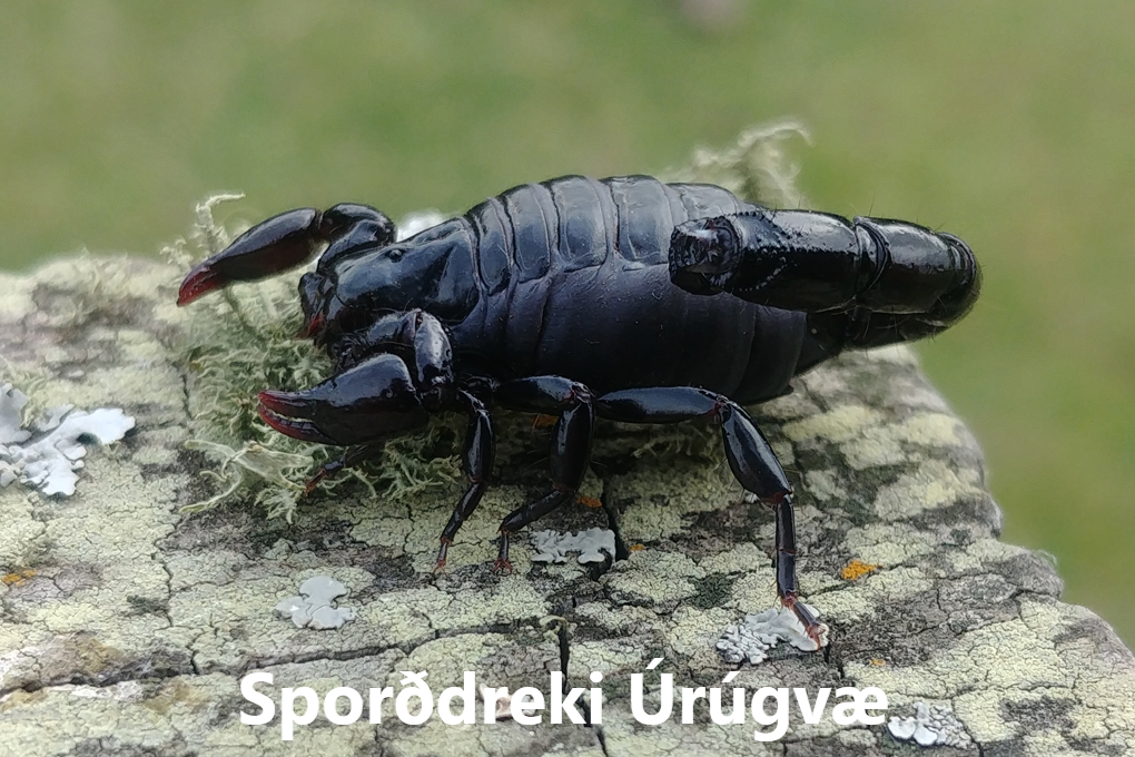 Sporðdrekar flokkar