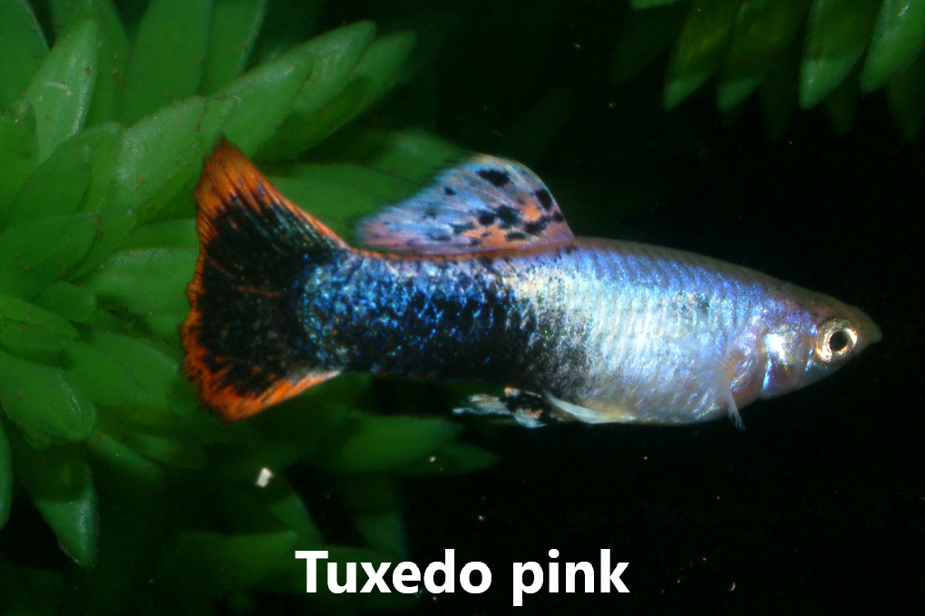 Guppy endler