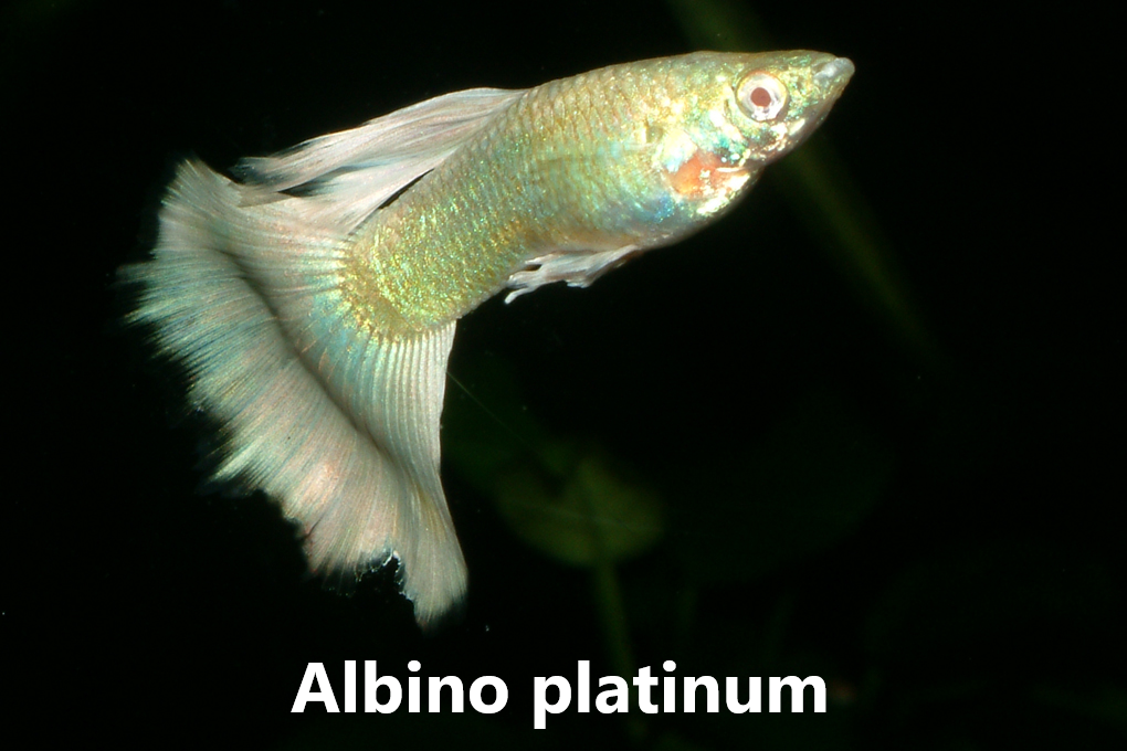Guppy slör