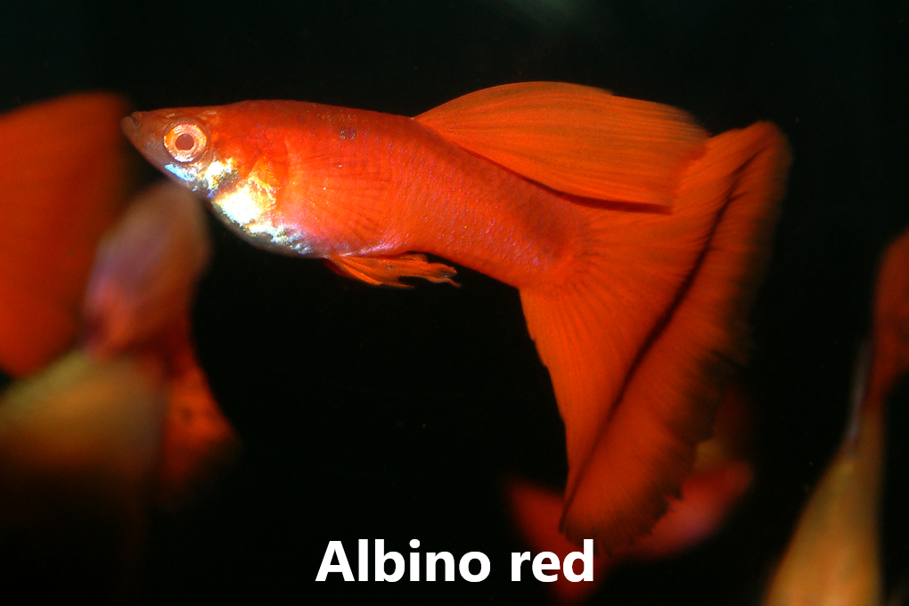 Guppy slör