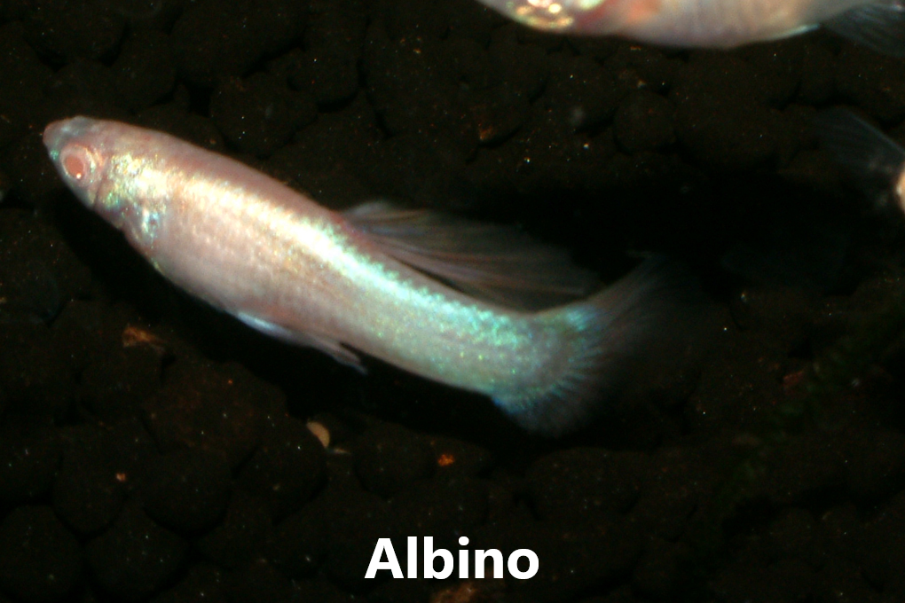 Guppy endler