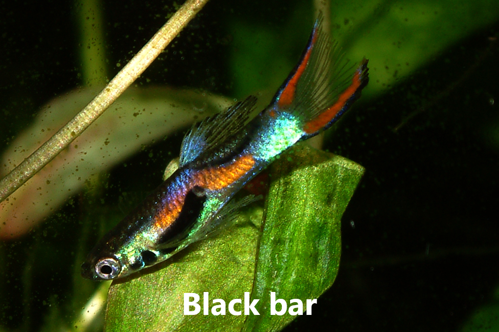 Guppy endler