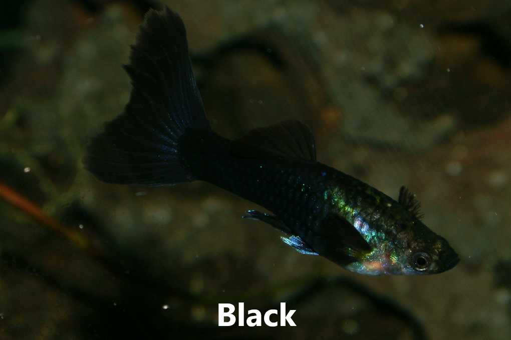 Guppy slör