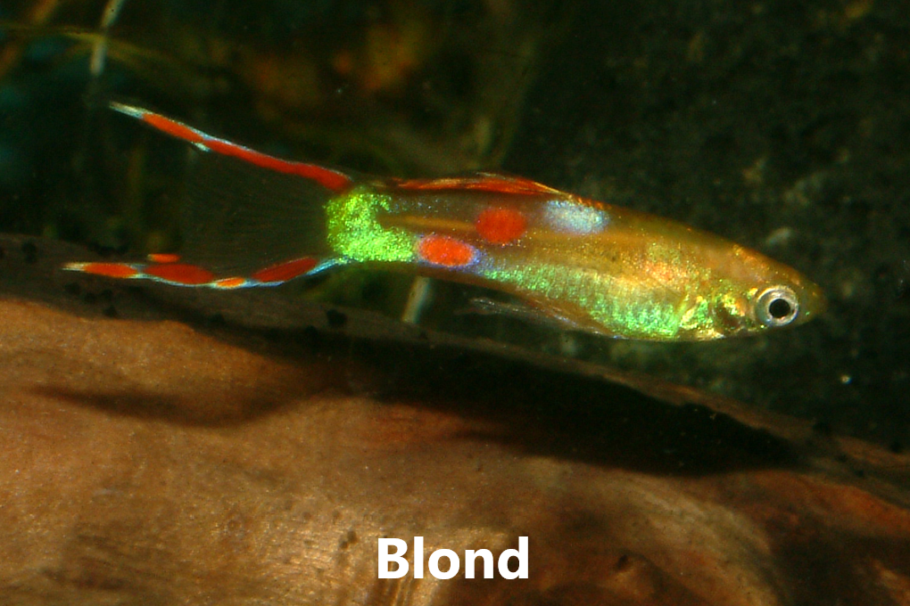 Guppy endler