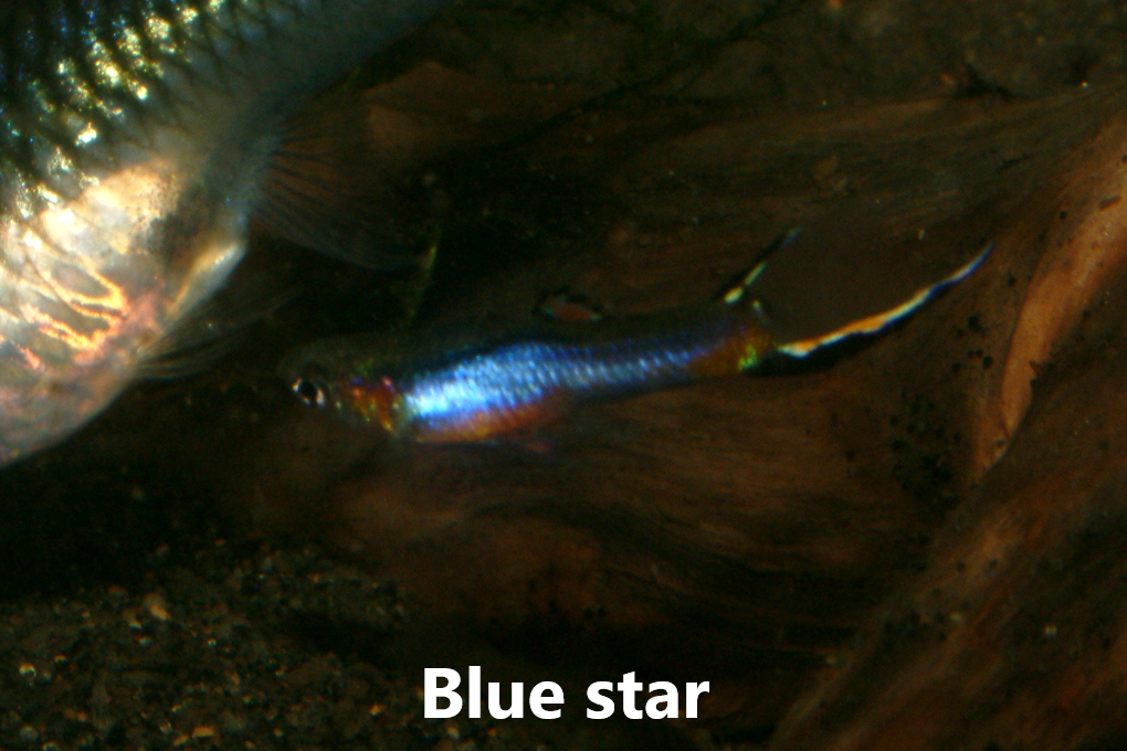 Guppy endler