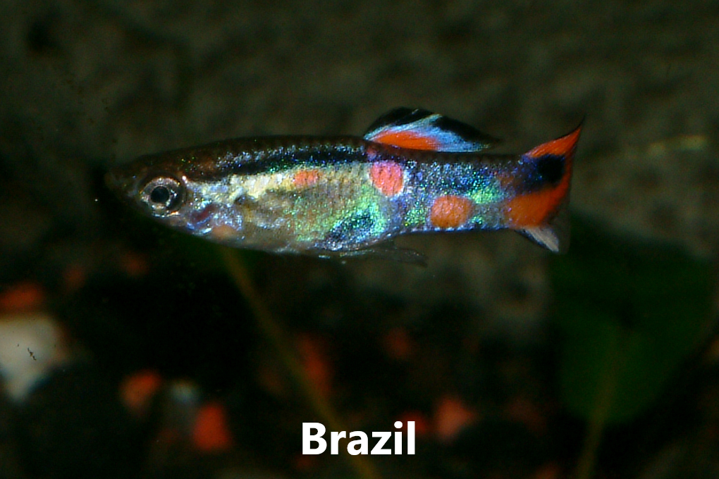 Guppy endler