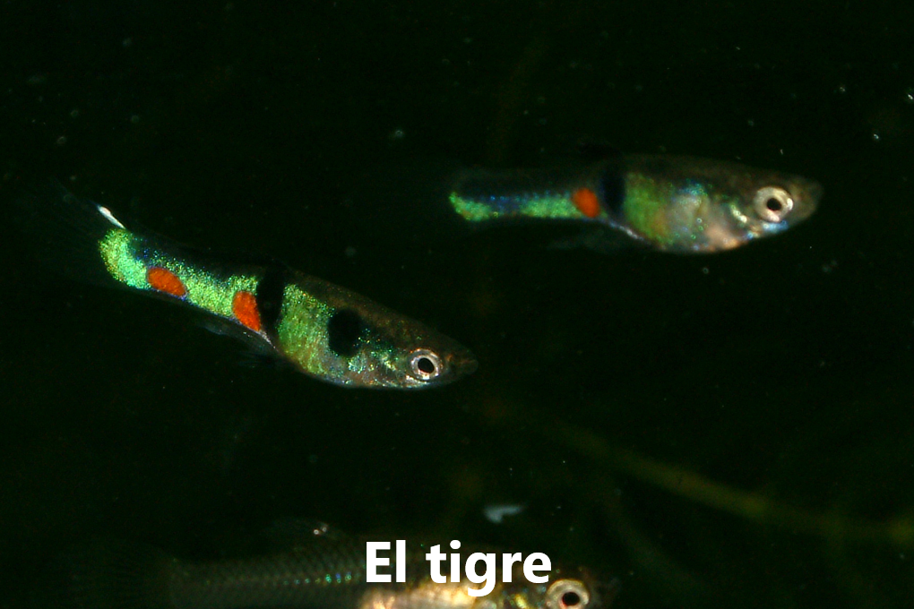 Guppy endler