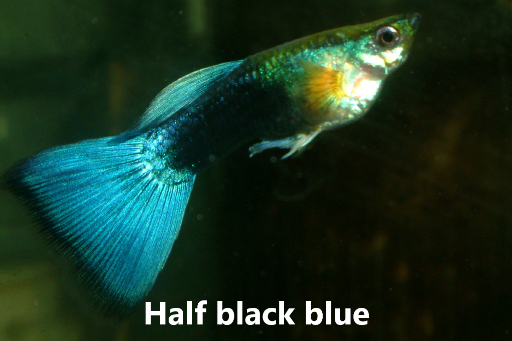 Guppy slör