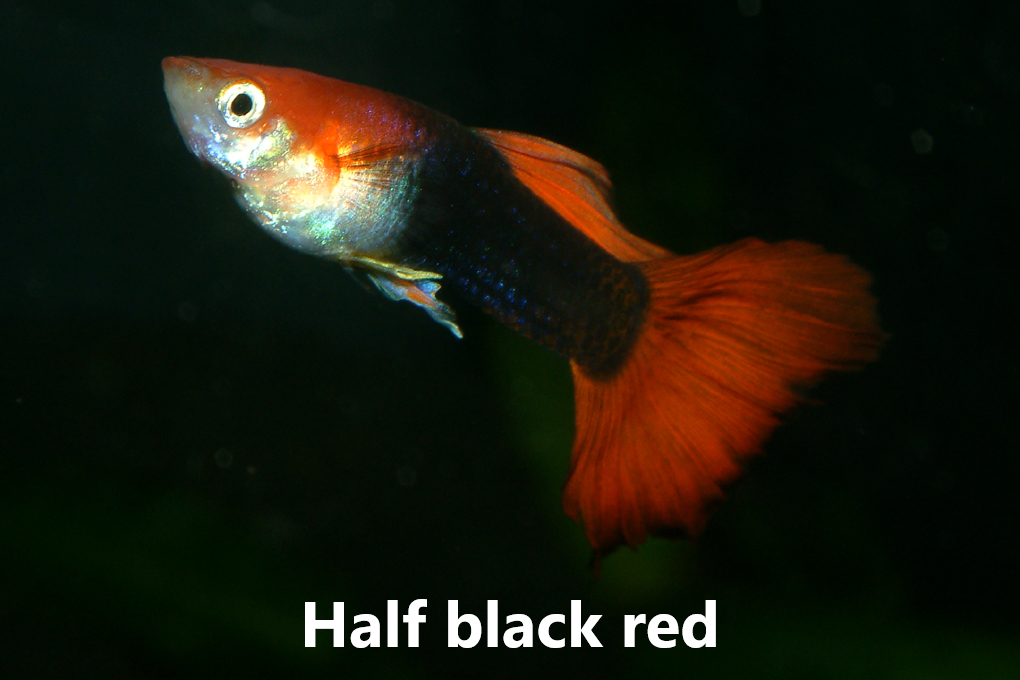 Guppy slör